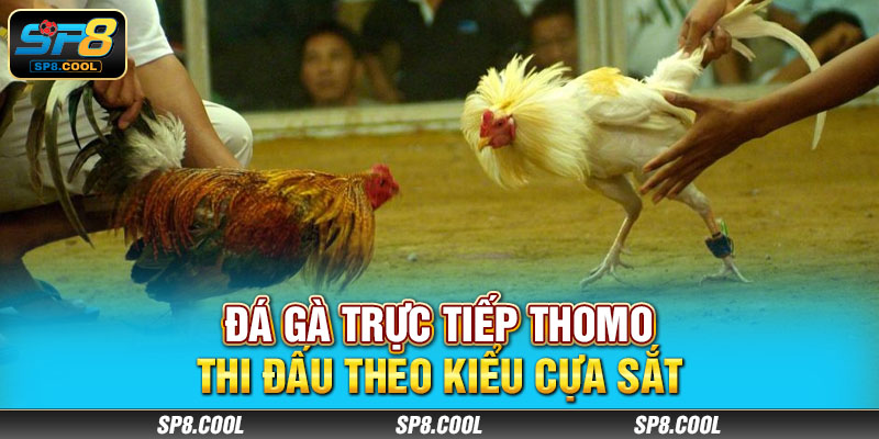 Đá gà trực tiếp Thomo thi đấu theo kiểu cựa sắt