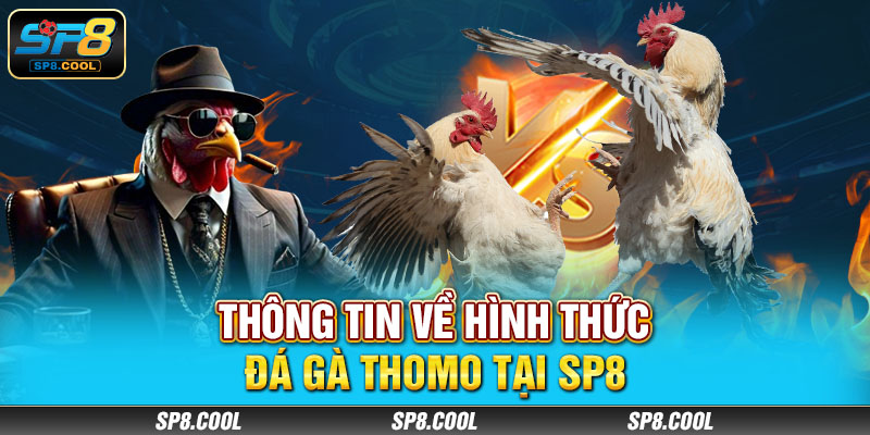 Thông tin về hình thức đá gà trực tiếp Thomo tại SP8